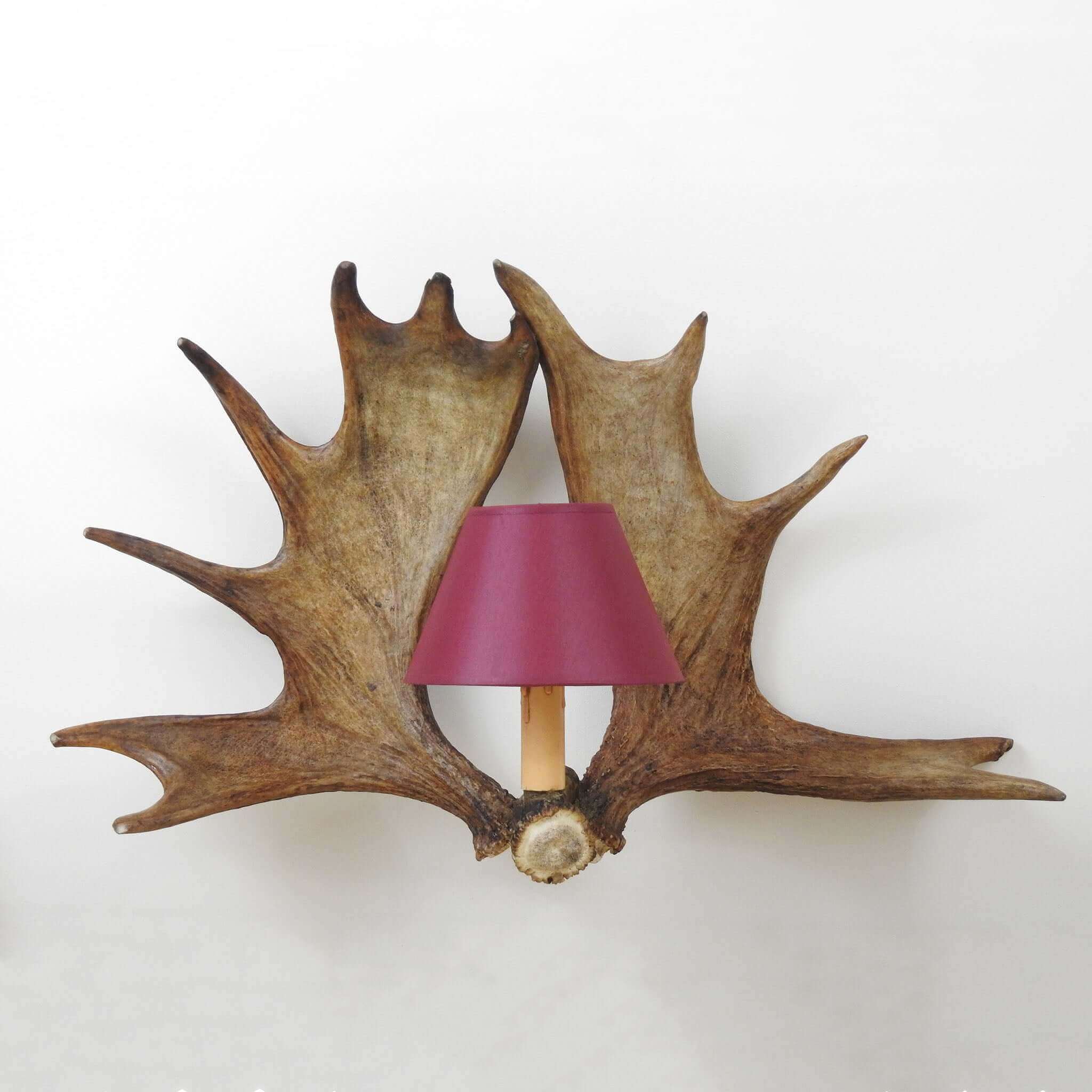 REAL DOUBLE MOOSE ANTLER Sconce with shades